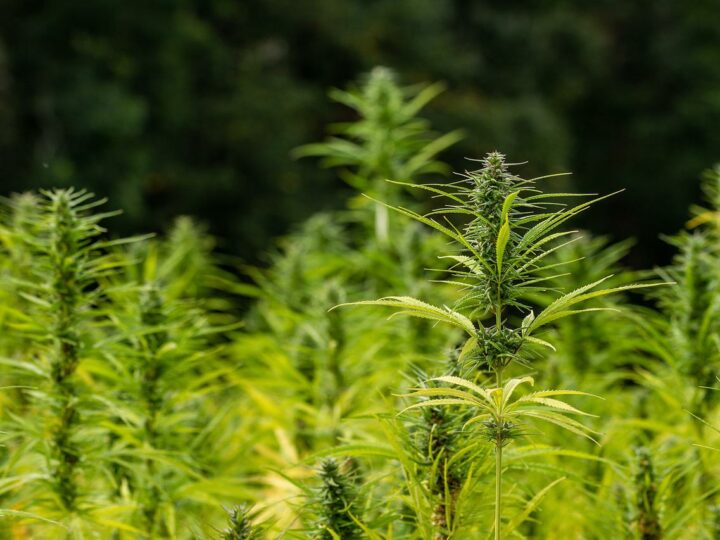 W czym może nam pomóc medyczna marihuana według badań?