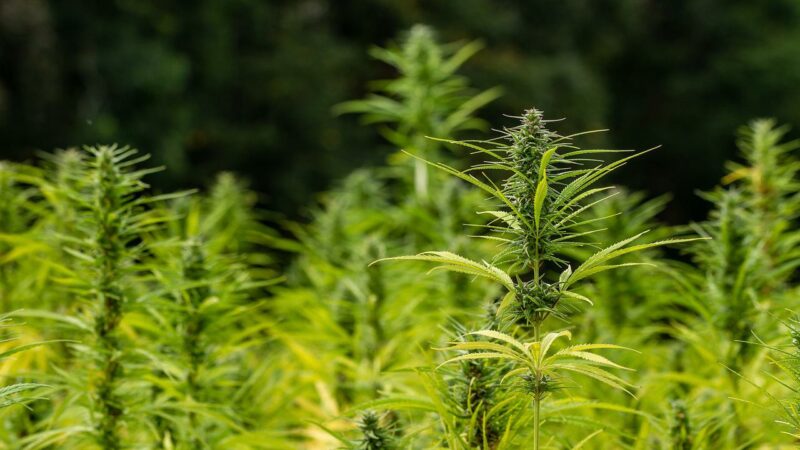 W czym może nam pomóc medyczna marihuana według badań?
