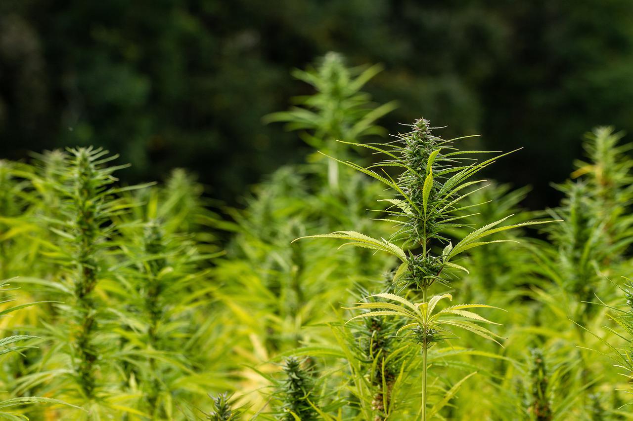 W czym może nam pomóc medyczna marihuana według badań?