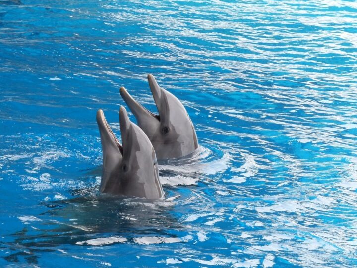 Delfiny butlonose wykazują zdolność do wykrywania pól elektrycznych: odkrycie badaczy z Uniwersytetu w Rostocku