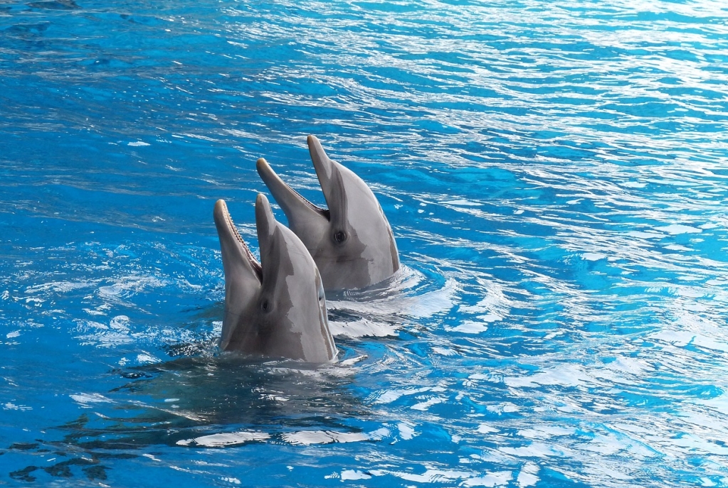 Delfiny butlonose wykazują zdolność do wykrywania pól elektrycznych: odkrycie badaczy z Uniwersytetu w Rostocku