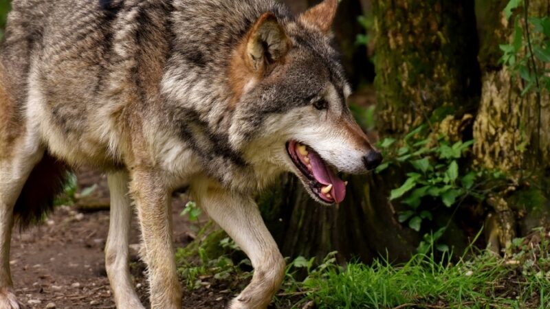 Odporność czarnobylskich wilków na raka: potencjalna inspiracja dla walki z chorobą u ludzi?