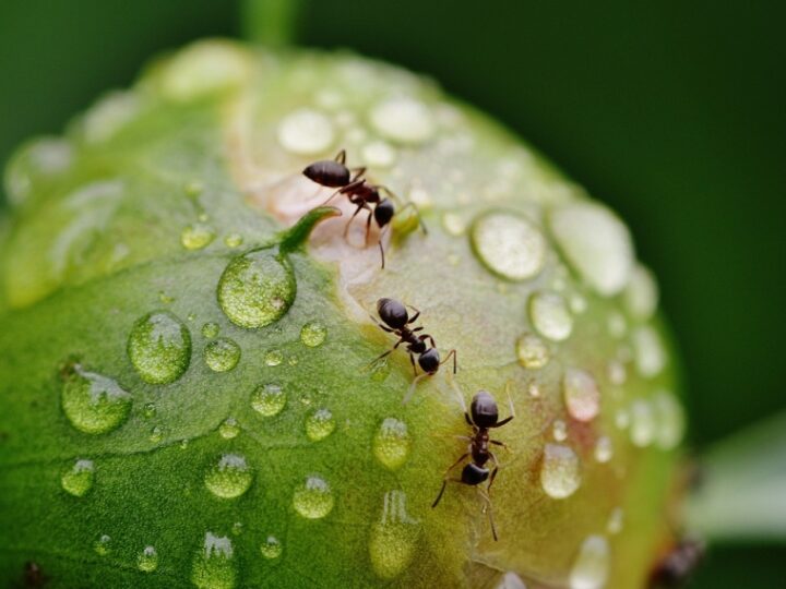 Mrówki Cataglyphis wykorzystują pole magnetyczne Ziemi do orientacji: Odkrycia niemieckich naukowców