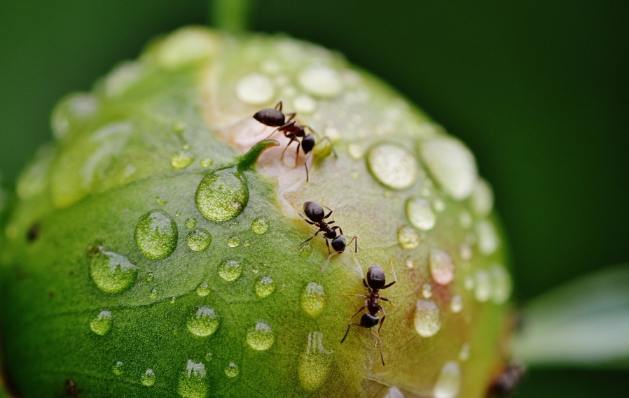 Mrówki Cataglyphis wykorzystują pole magnetyczne Ziemi do orientacji: Odkrycia niemieckich naukowców
