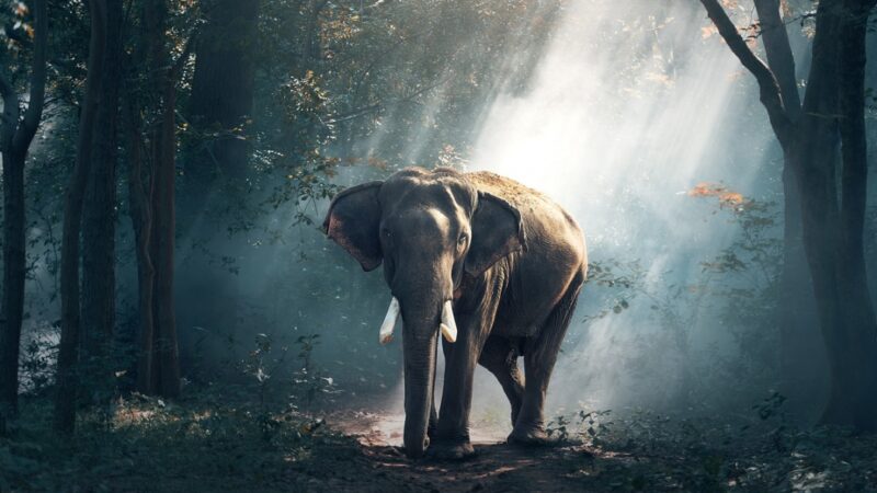 Zachowania słoni indyjskich podczas żałoby: naukowe odkrycia na temat zwyczajów pogrzebowych u słoni