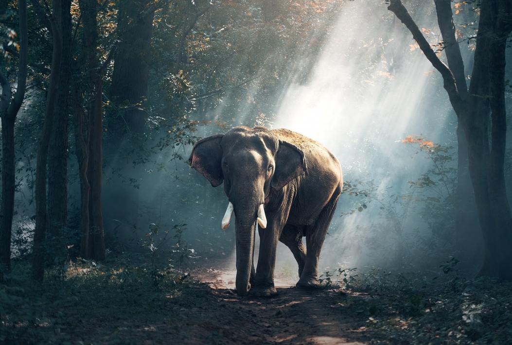 Zachowania słoni indyjskich podczas żałoby: naukowe odkrycia na temat zwyczajów pogrzebowych u słoni