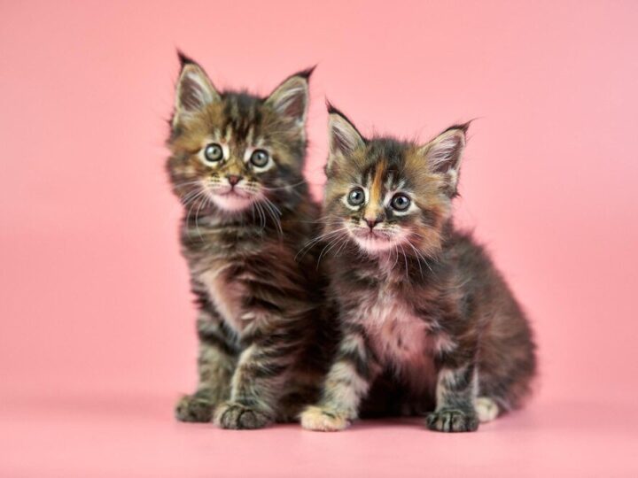 Jak rozpoznać płeć małego kotka? Poradnik krok po kroku