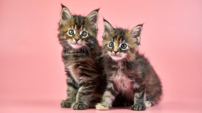 Jak rozpoznać płeć małego kotka? Poradnik krok po kroku