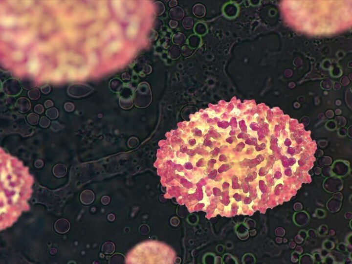 Mastocytoma u psa: objawy, rokowania i czy boli