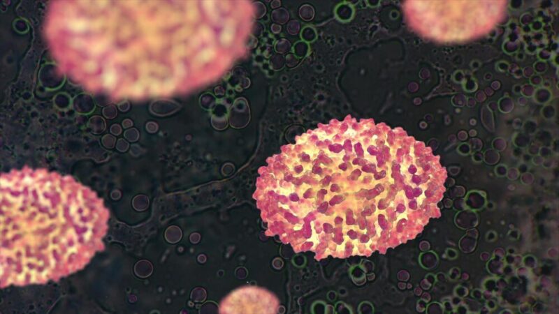 Mastocytoma u psa: objawy, rokowania i czy boli