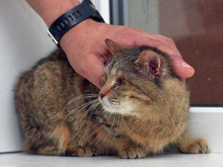 Tabletki i krople na odrobaczanie kota: co wybrać dla swojego pupila?