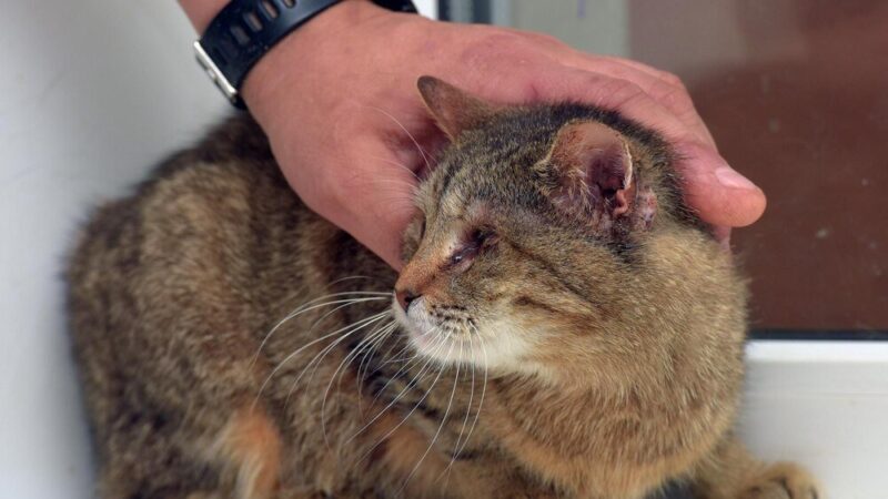 Tabletki i krople na odrobaczanie kota: co wybrać dla swojego pupila?